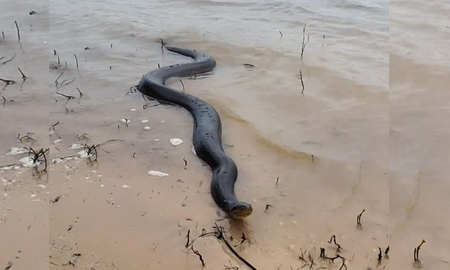 Los guardacostas encontraron un anaconda amarilla en la playa de la Costanera Este. Los guardacostas encontraron un anaconda amarilla en la playa de la Costanera Este.
