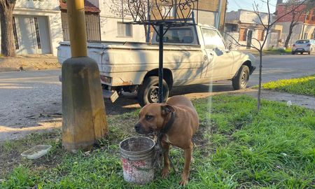 El perro se encuentra atado en Padre Genesio al 2.300 de barrio Guadalupe Oeste. El perro se encuentra atado en Padre Genesio al 2.300 de barrio Guadalupe Oeste.