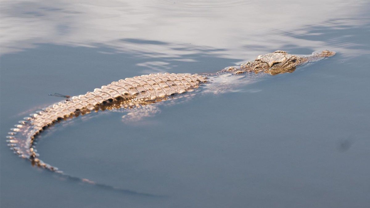 Imágenes captadas por un dron muestran el momento en que un cocodrilo de gran tamaño intimida a un tiburón