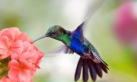 El mensaje detrás de la visita de un colibrí El mensaje detrás de la visita de un colibrí