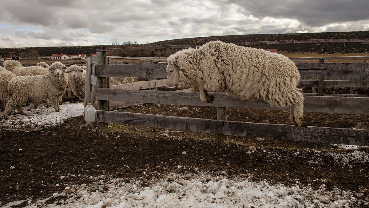 Abundantes nevadas y una ola de fr&iacute;o recorre el sur del pa&iacute;s.&nbsp;