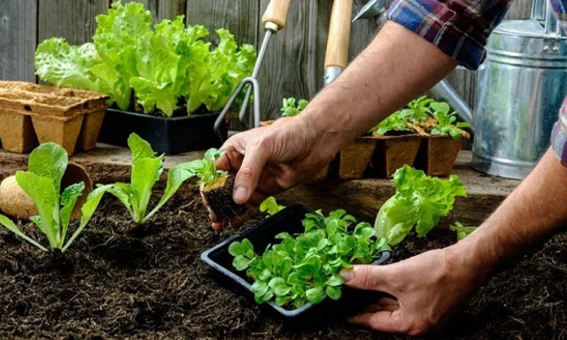 Claves para tener un huerta en casa
