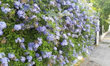 Una flor resistente que conserva su color azul incluso bajo el sol más fuerte. Una flor resistente que conserva su color azul incluso bajo el sol más fuerte.
