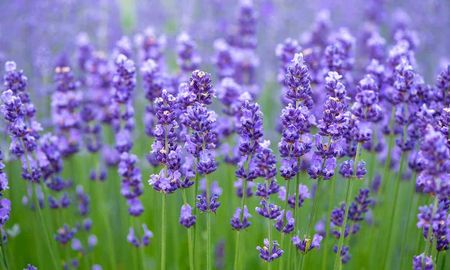 5 tipos de plantas con flores que actuan como protectoras de tu huerta 5 tipos de plantas con flores que actuan como protectoras de tu huerta