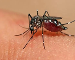 En el primer semestre, se confirmaron 21 mil casos de dengue en la provincia. En el primer semestre, se confirmaron 21 mil casos de dengue en la provincia.