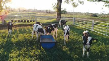 El impacto de las importaciones: cómo amenazan la producción local y el empleo en Santa Fe