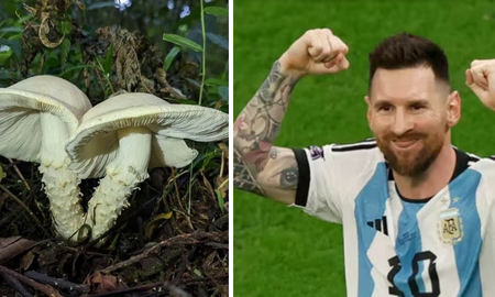 insolito descubrimiento: bautizaron a un hongo como lionel messi insolito descubrimiento: bautizaron a un hongo como lionel messi