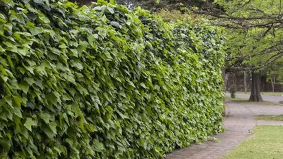 Las 4 trepadoras que mantienen el verde en otoño: crecen más rápido para cubrir muros y balcones