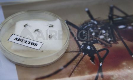 Aire de Santa Fe | Aedes Aegypti mosquito dengue AFP PHOTO - MARCO GARRO.jpg