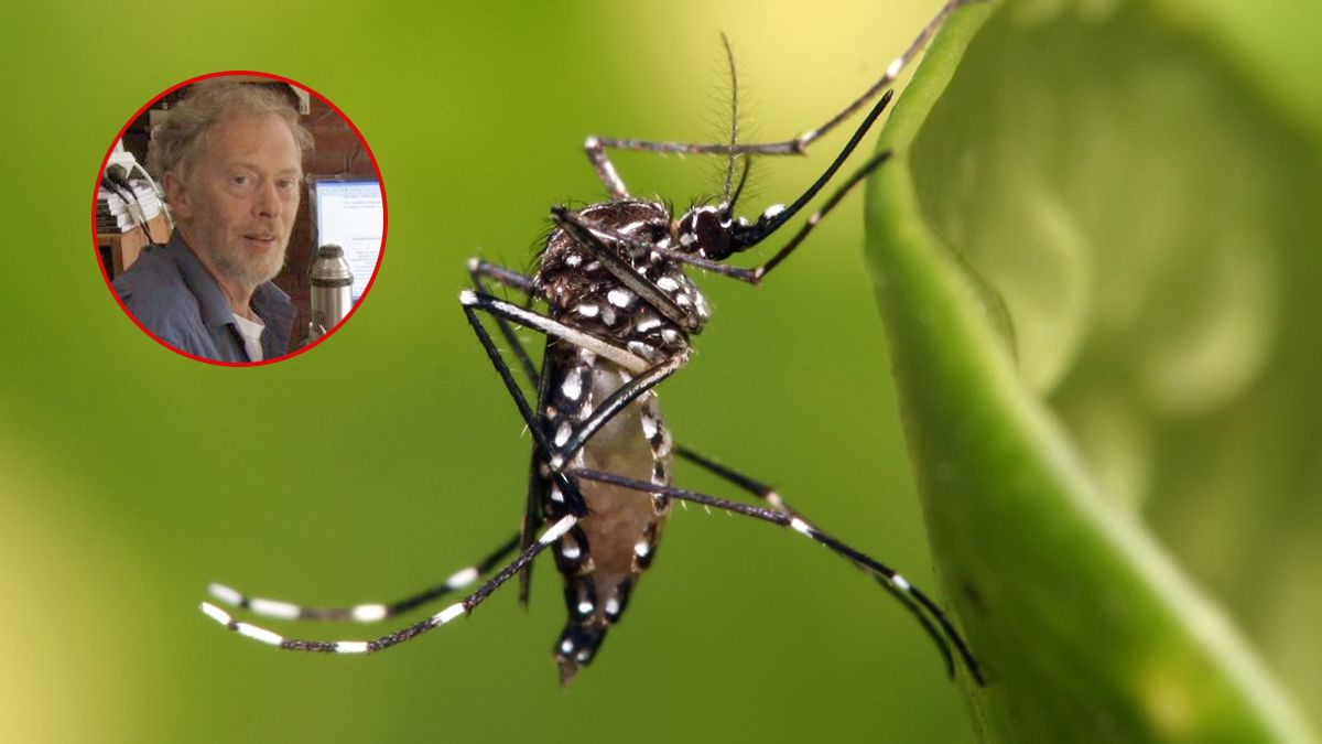 El mosquito del dengue bajo la lupa de un experto que derriba todos los mitos