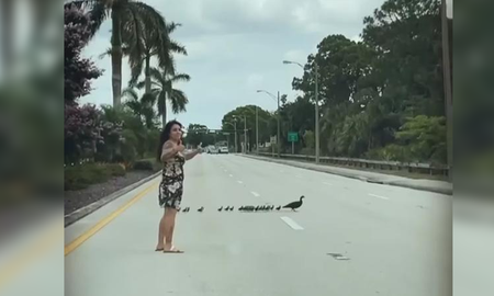 freno el transito para que pueda cruzar una familia de patos freno el transito para que pueda cruzar una familia de patos