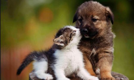 ¿tenes que cuidar a tus mascotas del coronavirus? ¿tenes que cuidar a tus mascotas del coronavirus?