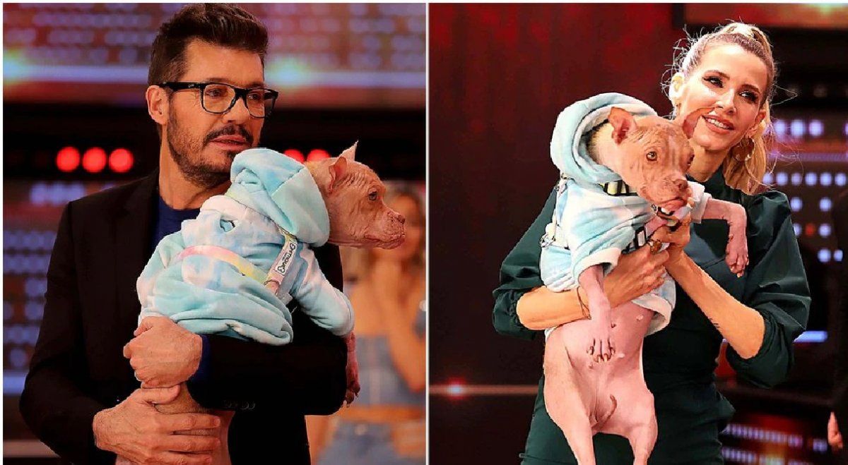 Ella es Bricia, la perra que adoptaron Tinelli y Valdés.