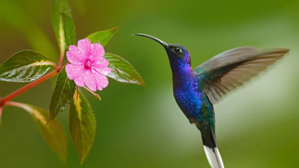 El colibrí es una de las aves más queridas en todas partes del mundo.