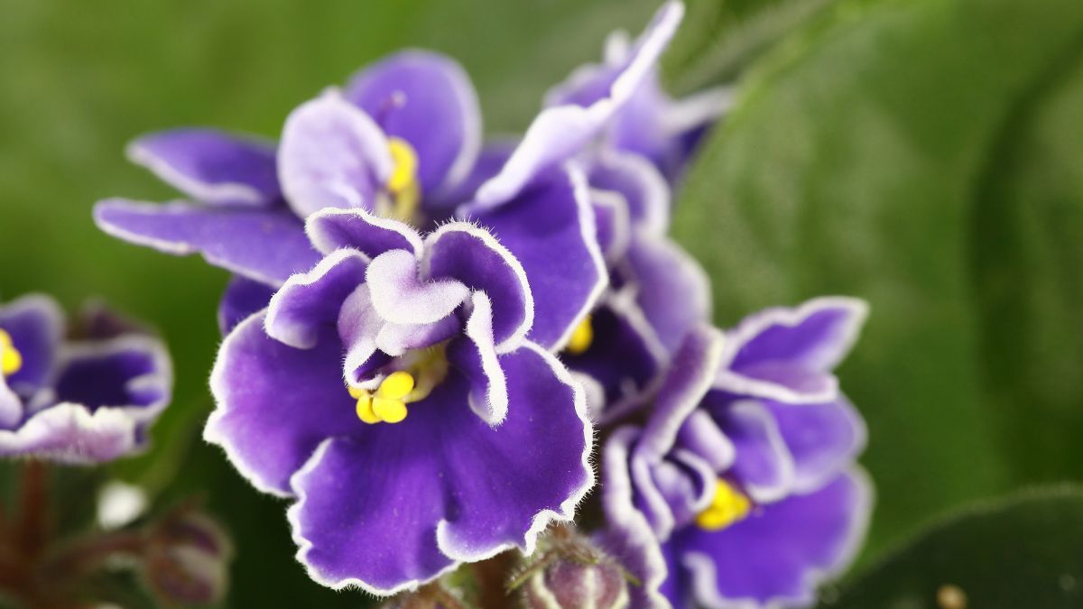 Las macetas pequeñas favorecen la floración de la violeta africana y ayudan a mantener saludables sus raíces. Las macetas pequeñas favorecen la floración de la violeta africana y ayudan a mantener saludables sus raíces.