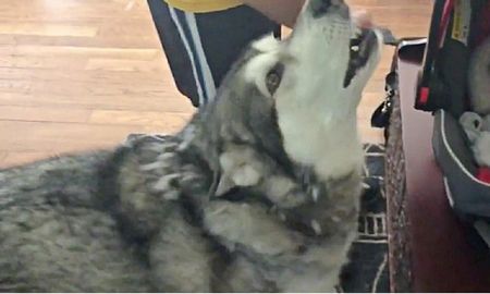 La reacción del Malamute de Alaska de una familia de Estados Unidos, fue sin dudas muy singular. La reacción del Malamute de Alaska de una familia de Estados Unidos, fue sin dudas muy singular.