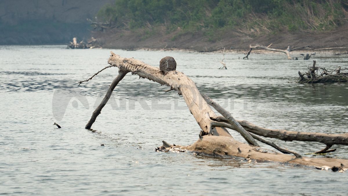 Encontraron un cuerpo en el río Carcarañá y sospechan que es del femicida de Gladys Soprano