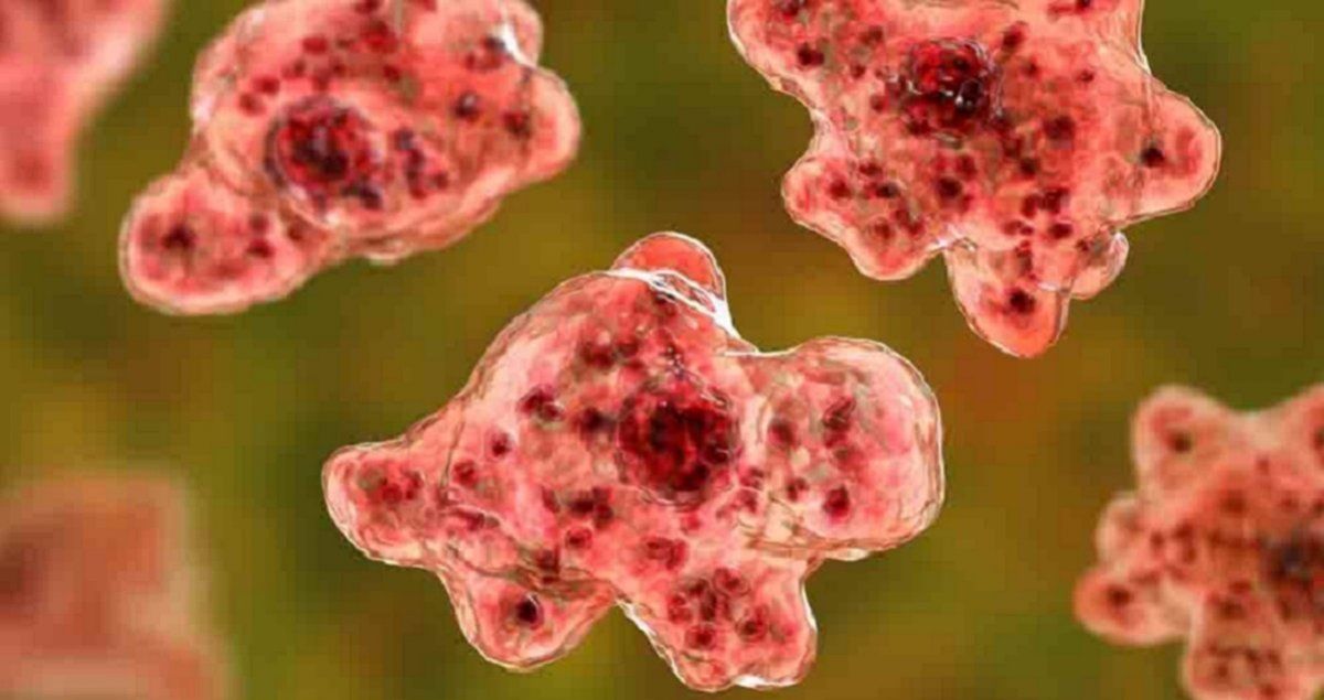 La ameba es un parásito unicelular que puede ser contraído vía nasal