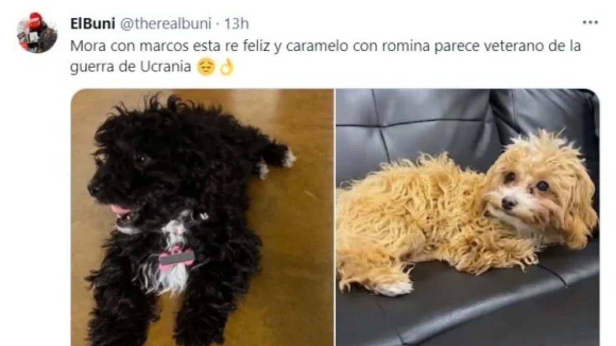 Los mejores memes sobre el estado de Caramelo, el perro de Gran Hermano. Los mejores memes sobre el estado de Caramelo, el perro de Gran Hermano.