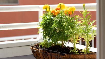 Ni hortensias ni petunias: las flores que florecen todo el verano en maceta