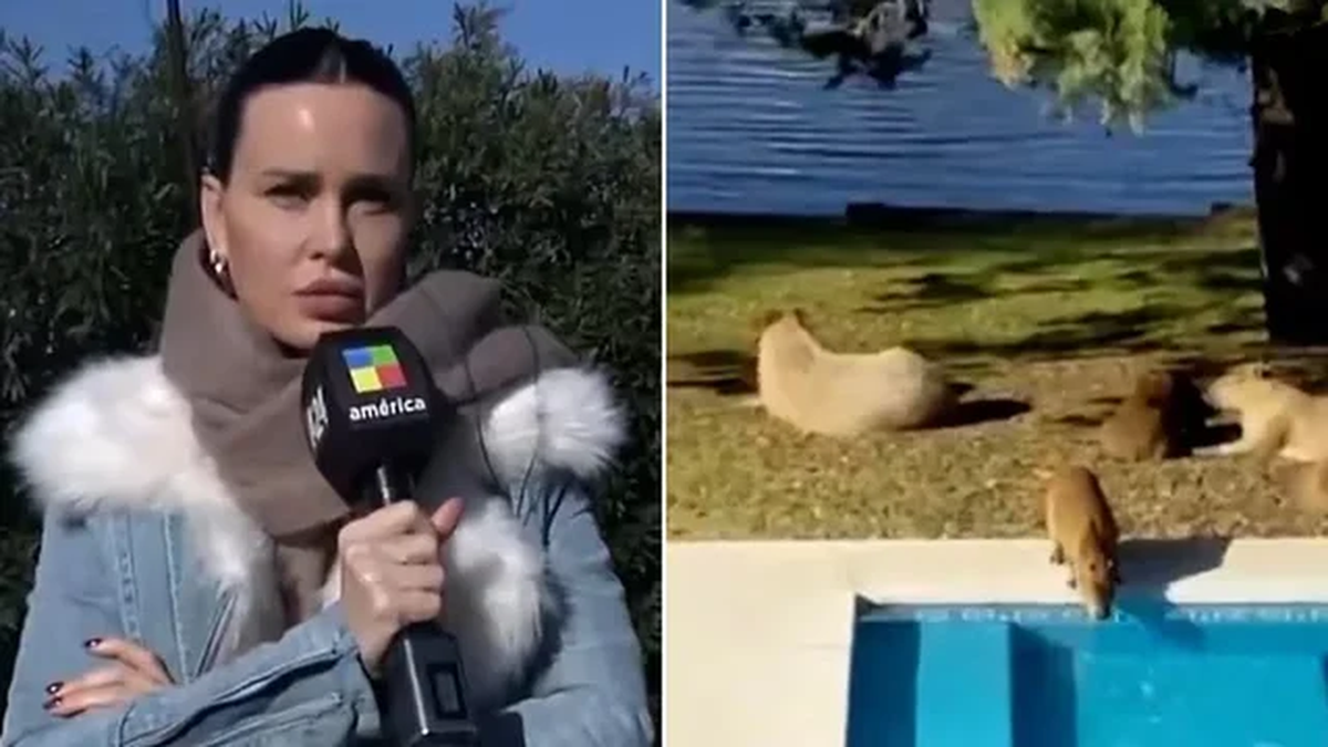 Natalie Weber denunció que los carpinchos de Nordelta molestan porque toman agua de las piletas. Natalie Weber denunció que los carpinchos de Nordelta molestan porque toman agua de las piletas.