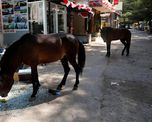 Los caballos en Bogotá - Colombia Los caballos en Bogotá - Colombia