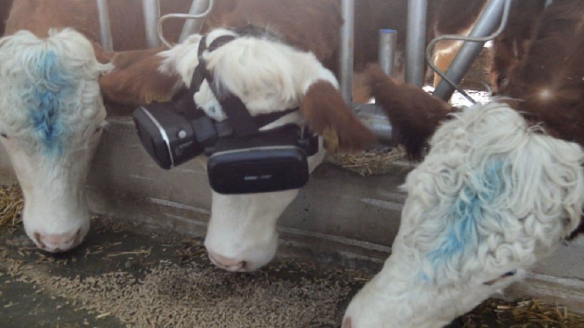 Un hombre le puso anteojos de realidad virtual a sus vacas y logró aumentar la producción de leche.