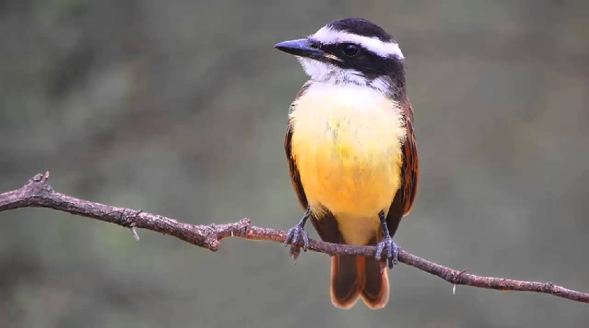 El canto del el benteveo puede anunciar embarazo .