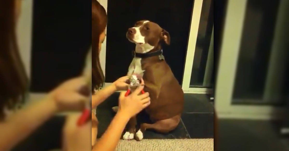 Un perro finge desmayarse porque no quiere que le corten las uñas