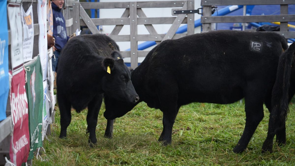 Ejemplares de la raza Braford premiados en Agroactiva 2025, con cabañas santafesinas destacadas.