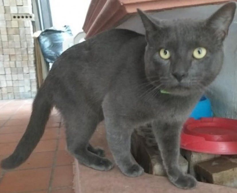 Viral: el gato con doble vida que tenía dos casas, dos nombres y dos dueños