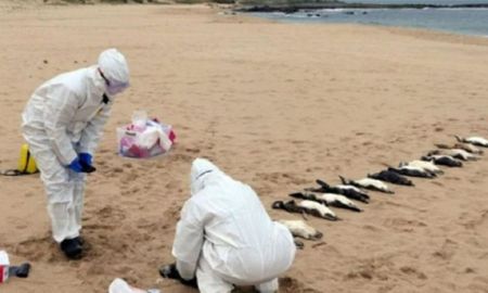 Especialistas y voluntarios trabajan juntos en la recolección de datos sobre los pingüinos varados en Mar del Plata, buscando respuestas y soluciones a este trágico fenómeno. Especialistas y voluntarios trabajan juntos en la recolección de datos sobre los pingüinos varados en Mar del Plata, buscando respuestas y soluciones a este trágico fenómeno.
