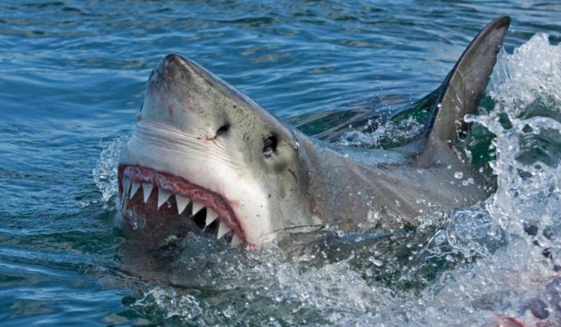 Los significados de soñar con tiburones en el mar