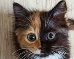 el increible hallazgo de un gato con dos caras que asombro a todos el increible hallazgo de un gato con dos caras que asombro a todos