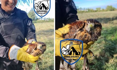 El gavilán rescatado en Santo Tomé por la Policía Ecológica El gavilán rescatado en Santo Tomé por la Policía Ecológica