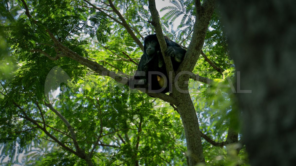 Una familia de monos carayá vive muy cerca de la pasarela que permite explorar este tramo de selva en galería.