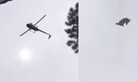 revelaron la verdad sobre lo que paso con el animal que cayo a la pileta del empresario alvarez castillo desde un helicoptero revelaron la verdad sobre lo que paso con el animal que cayo a la pileta del empresario alvarez castillo desde un helicoptero