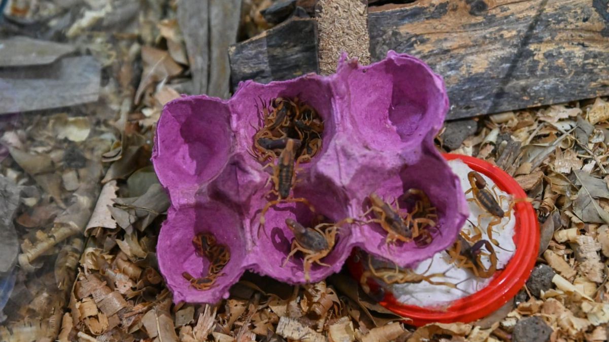 Santa Fe envió alrededor de 100 animales al Instituto Malbrán. Santa Fe envió alrededor de 100 animales al Instituto Malbrán.
