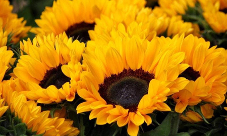 Septiembre es un mes en el que tradicionalmente se regalan flores amarillas. Septiembre es un mes en el que tradicionalmente se regalan flores amarillas.
