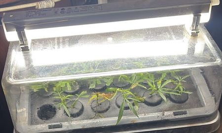 Detenido por amenazas en Santa Fe: descubren un vivero de marihuana en su vivienda tras un operativo policial. Detenido por amenazas en Santa Fe: descubren un vivero de marihuana en su vivienda tras un operativo policial.