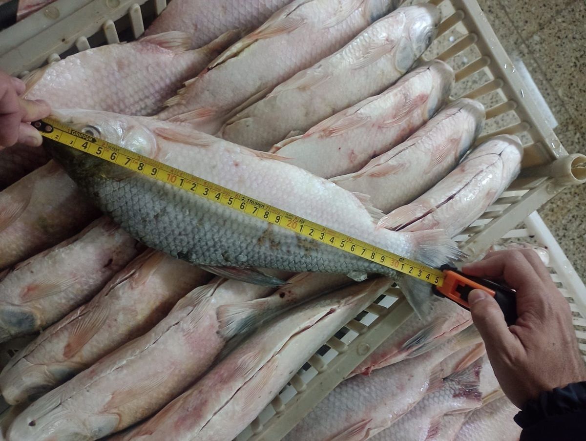 El Ministerio de Ambiente de Santa Fe reforz&oacute; controles para Semana Santa y sancion&oacute; a dosfrigor&iacute;ficos pesqueros.