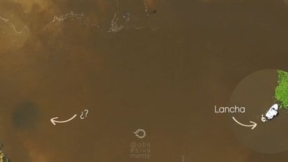 El impactante video registrado en la laguna Setúbal: qué dicen los expertos