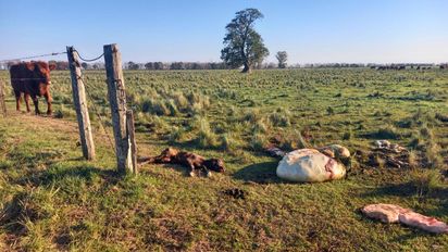 Entre robos y abandono: en Santa Fe el agro enfrenta la inseguridad con resignación