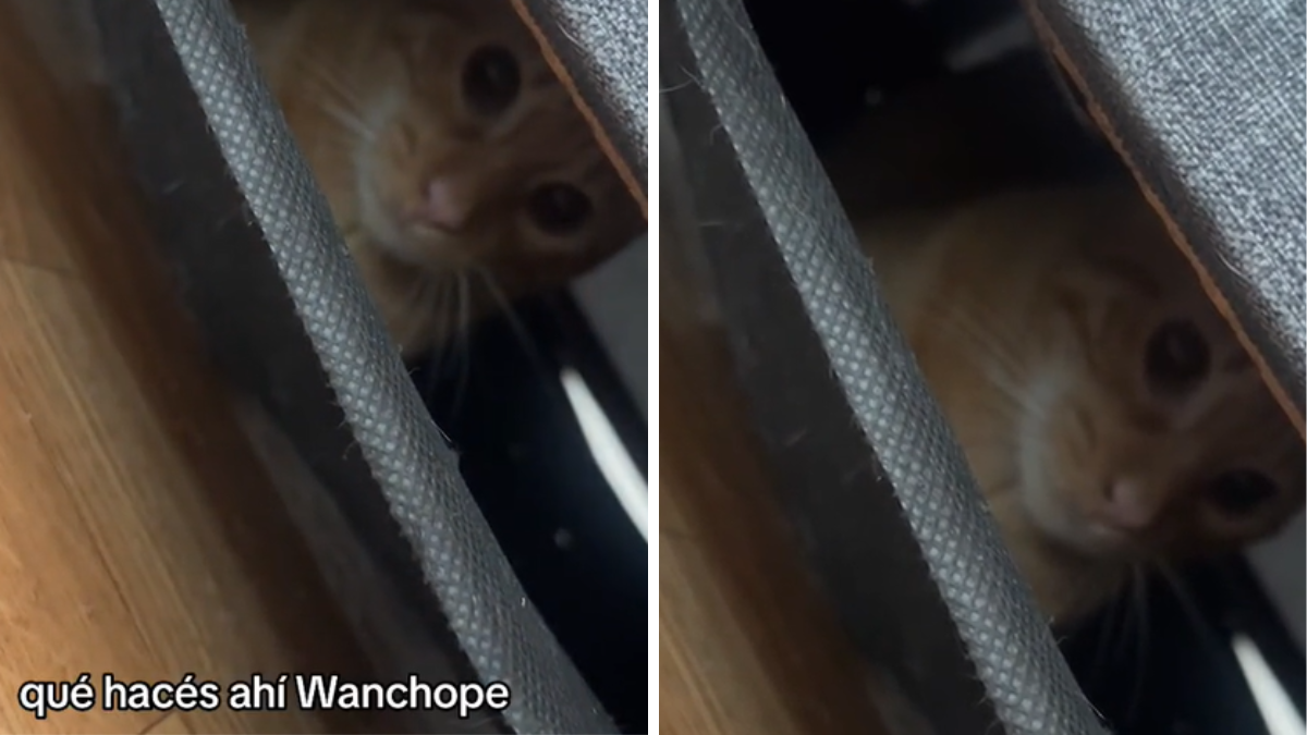 Buscó a su gato por toda la casa y lo encontró en un insólito lugar. Buscó a su gato por toda la casa y lo encontró en un insólito lugar.