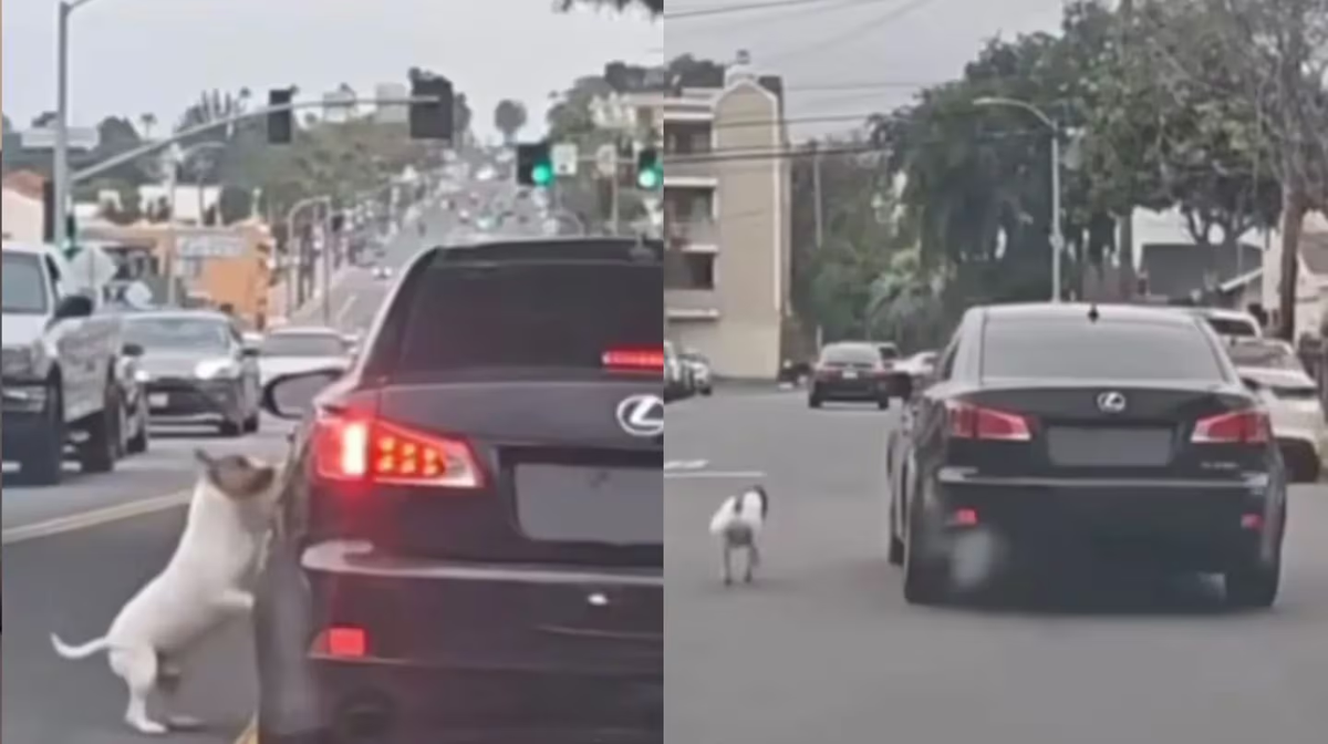 El perro corrió a toda velocidad detrás del auto que lo abandonó. (Foto: captura de video de Instagram/@briianna.kc) El perro corrió a toda velocidad detrás del auto que lo abandonó. (Foto: captura de video de Instagram/@briianna.kc) 