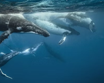 Ballenas jorobadas emergen en las costas tropicales donde se registran sus áreas de reproducción. Ballenas jorobadas emergen en las costas tropicales donde se registran sus áreas de reproducción.