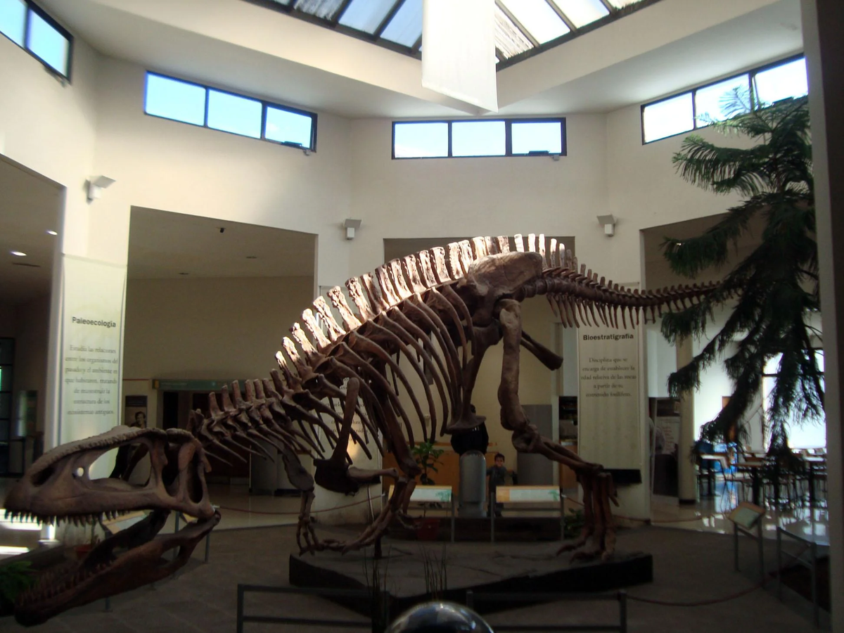 Museo Paleontol&oacute;gico Egidio Feruglio