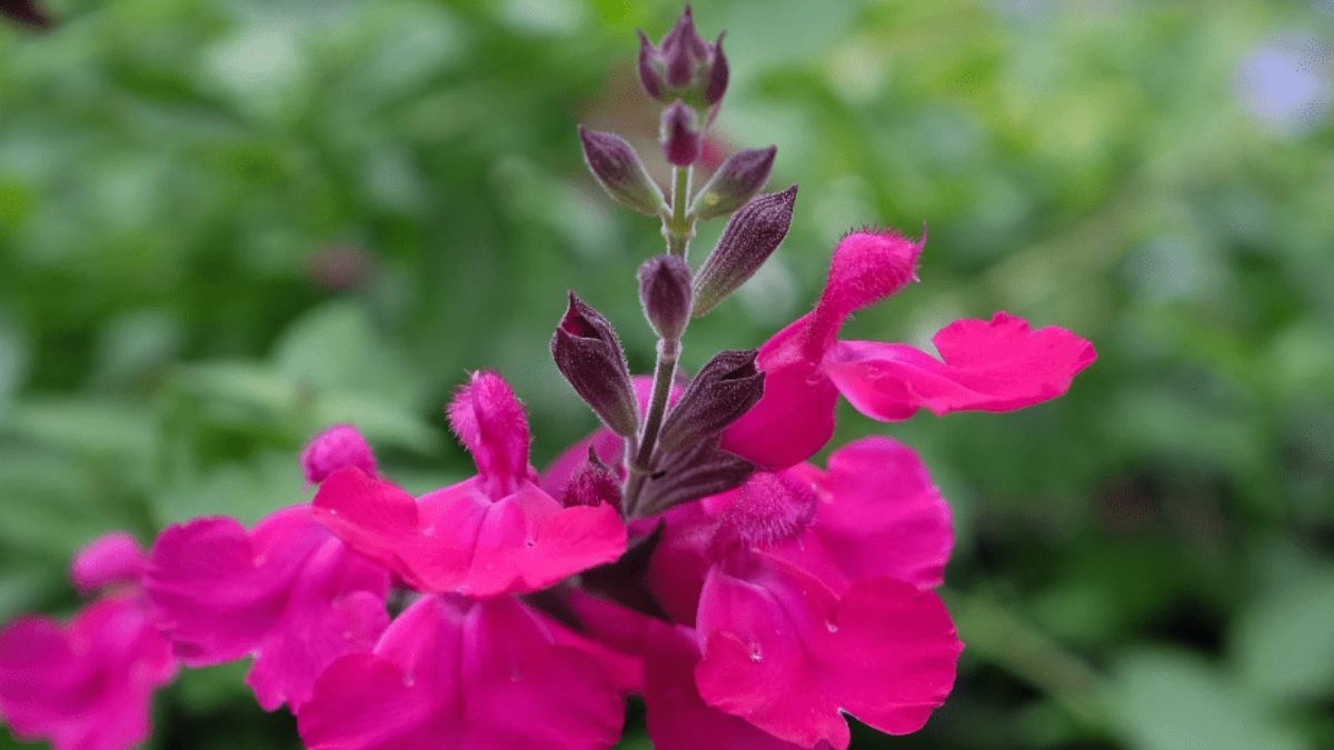 Planta salvia greggii. Planta salvia greggii.