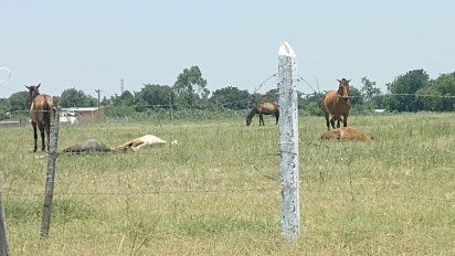 caballos reproduciendose