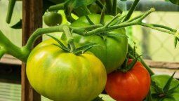 altText(Cómo madurar tomates verdes fuera de la planta)}